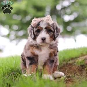 Pelle, Mini Bernedoodle Puppy